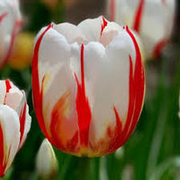 Potted rot & weiß tulip blume pflanze