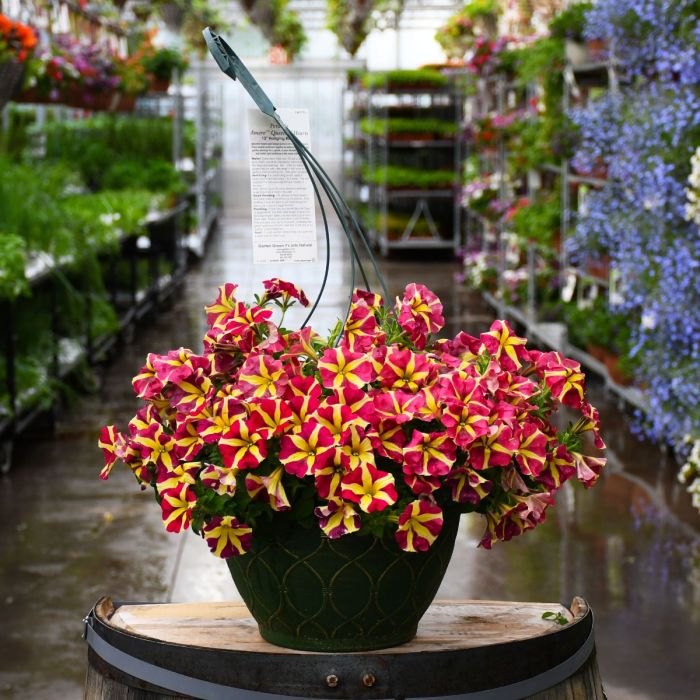 Potted rot gelb petunia pflanze