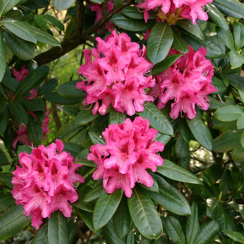 Potted rhododendron rosa pflanze ready for display