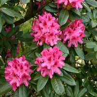 Potted rhododendron rosa pflanze ready for display