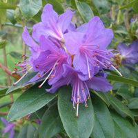 Potted violet rhododendron pflanze