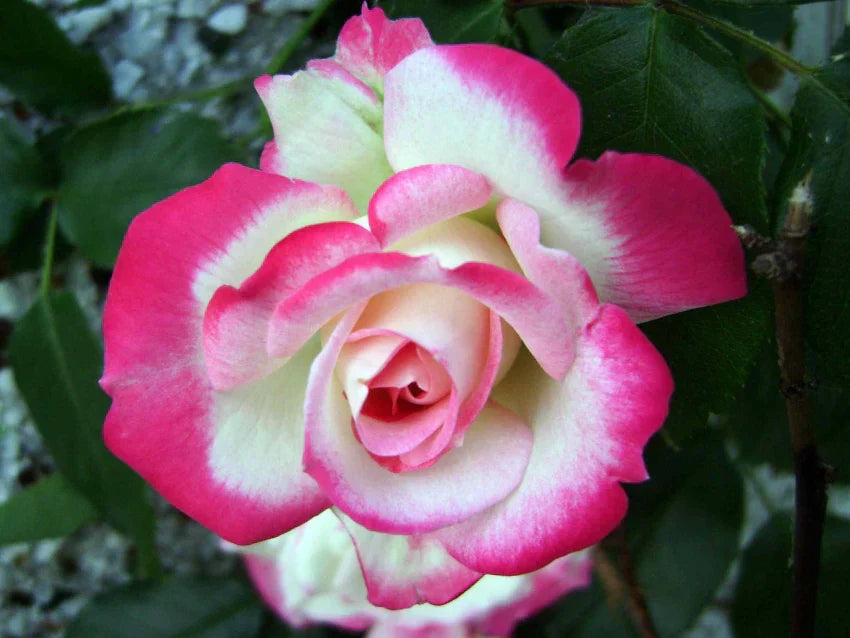 Close-up of pale rosa potted rose blume