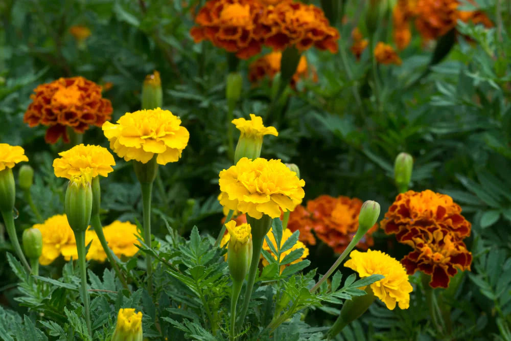 Russian marigold blumen in töpfen