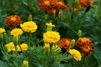 Russian marigold blumen in töpfen