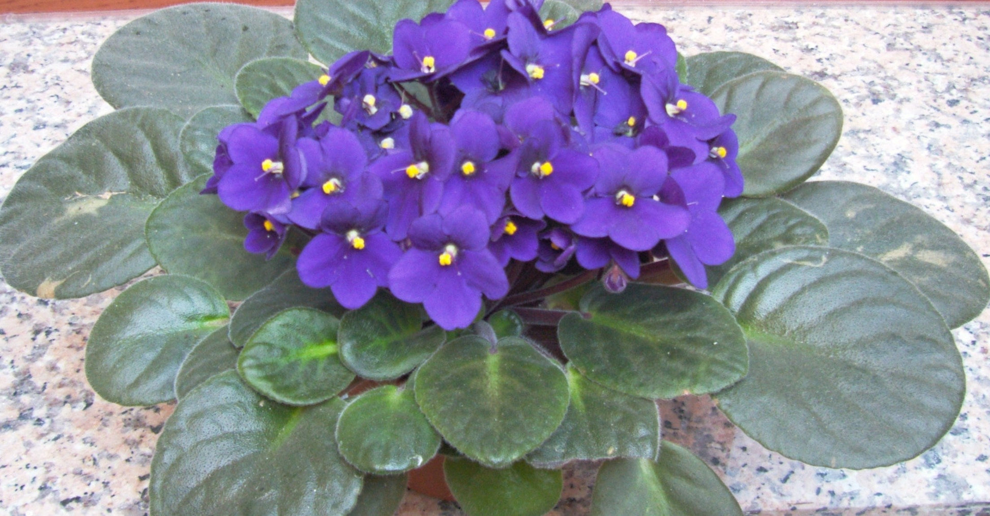 Potted saintpaulia pflanzen innen