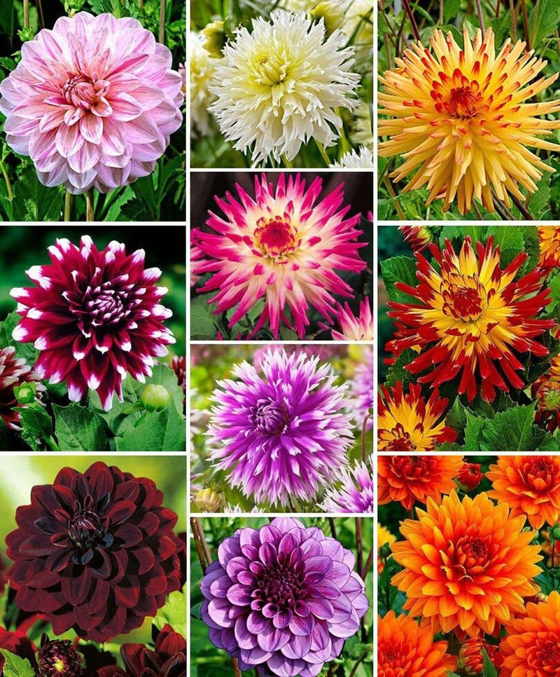 Summer blooming sea grün dahlia blumen
