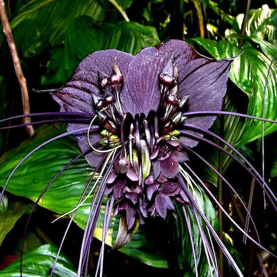 Tiger orchid pflanzen wachsend in töpfen