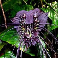 Tiger orchid pflanzen wachsend in töpfen