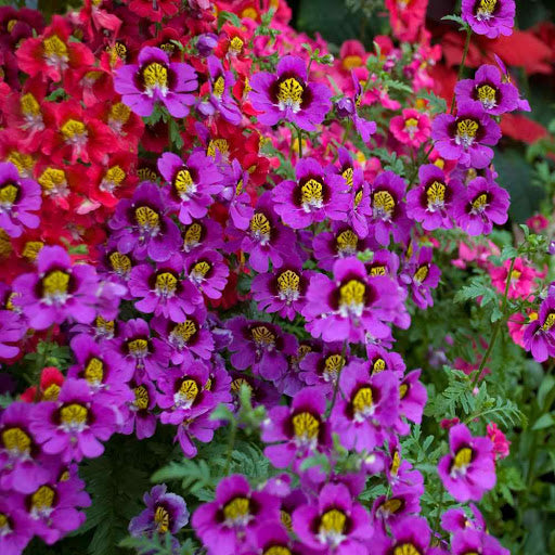 Violet butterfly orchid blumen in töpfen
