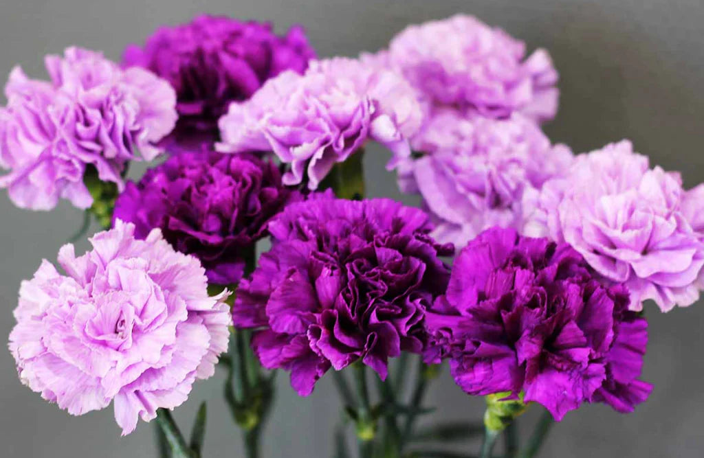 Potted violet carnation pflanze in bloom