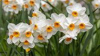 Potted weiß daffodil blumen