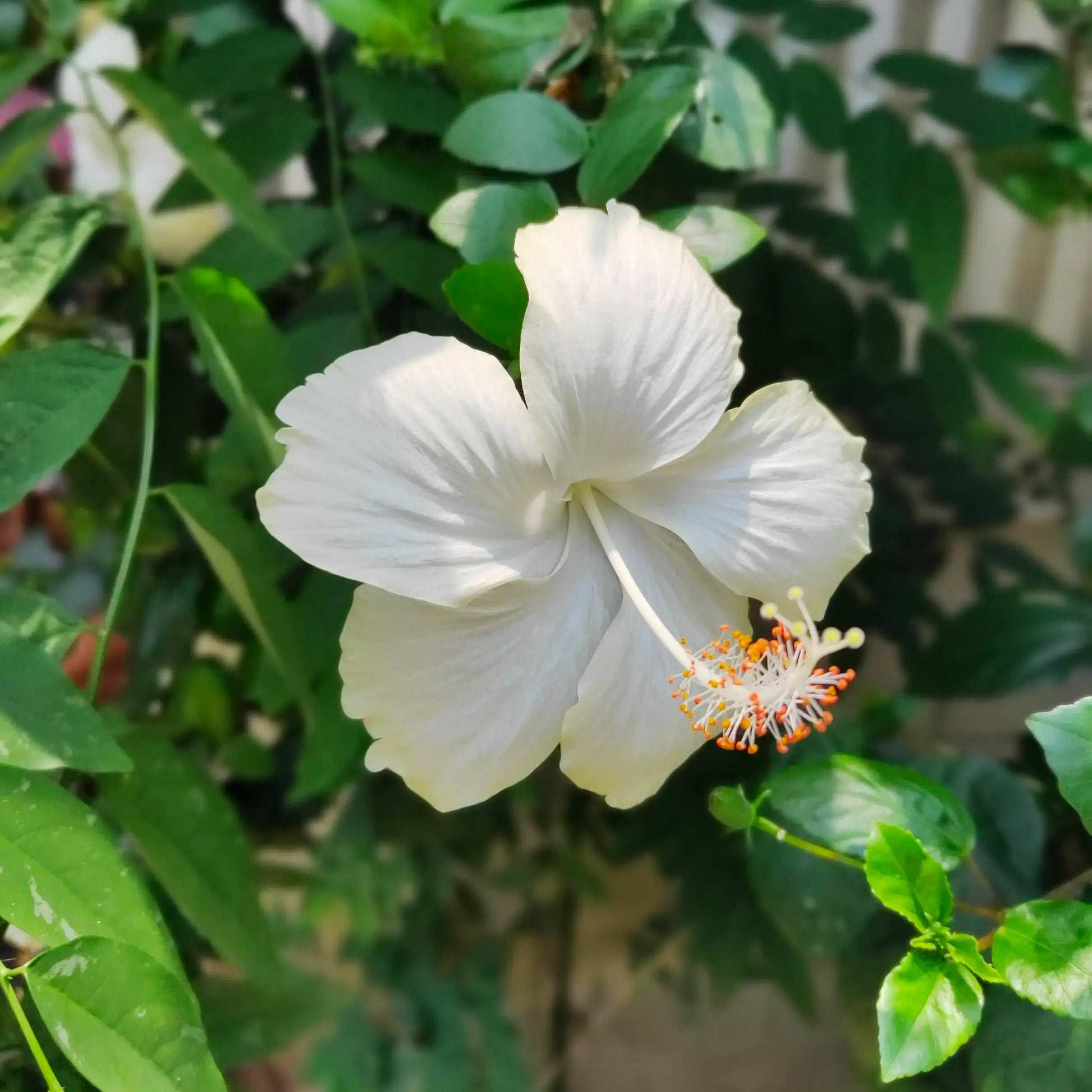 Weiß hibiscus blumen wachsend in töpfen
