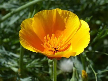 Potted gelb eschscholtzia pflanze