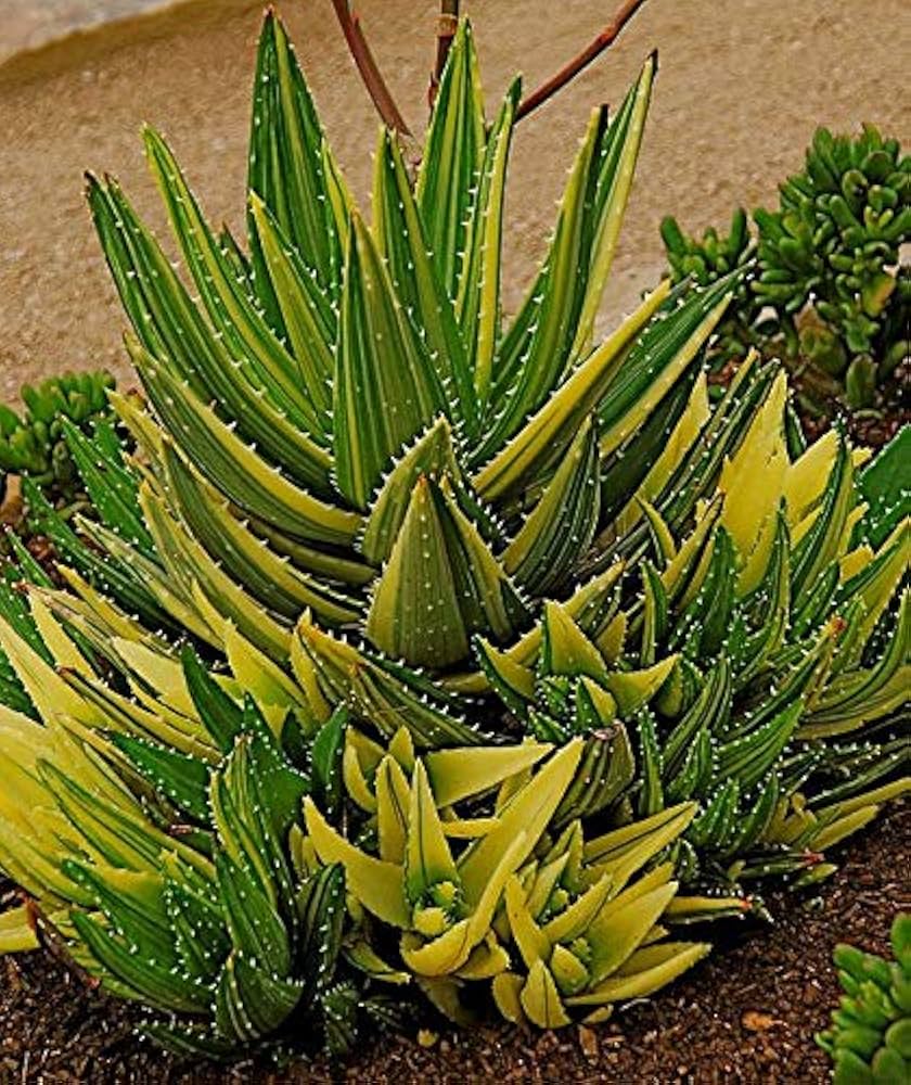 Potted Yellow Green Aloe Pflanze for indoor or balcony Garten