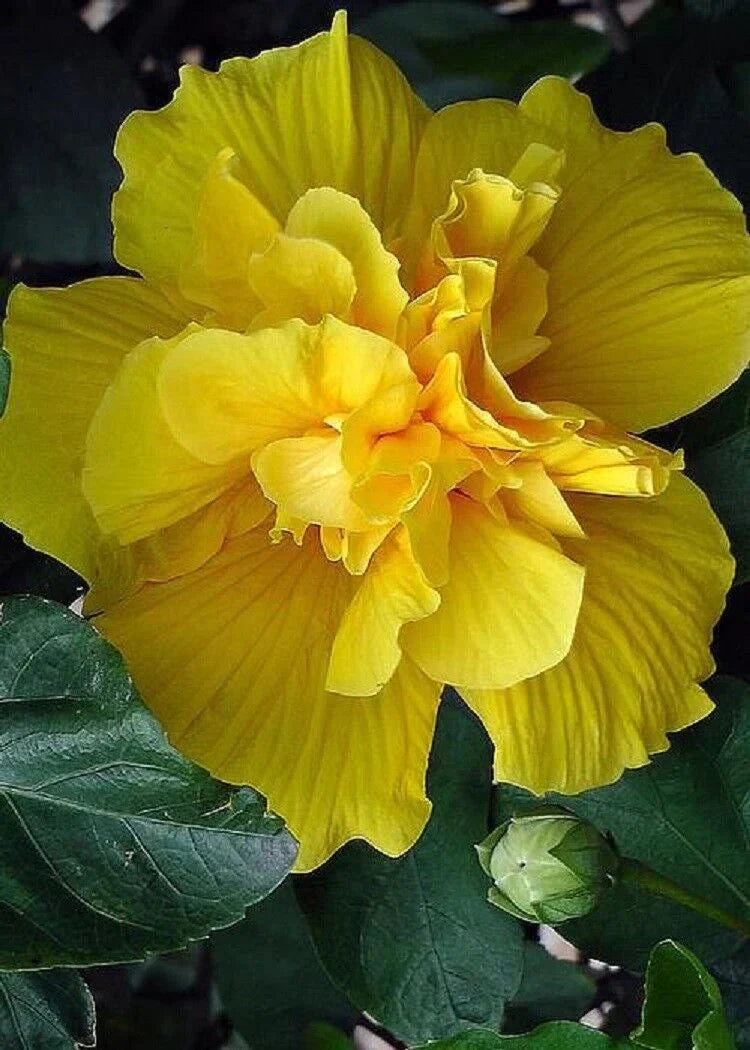 Gelb hibiscus pflanze wachsend in topf