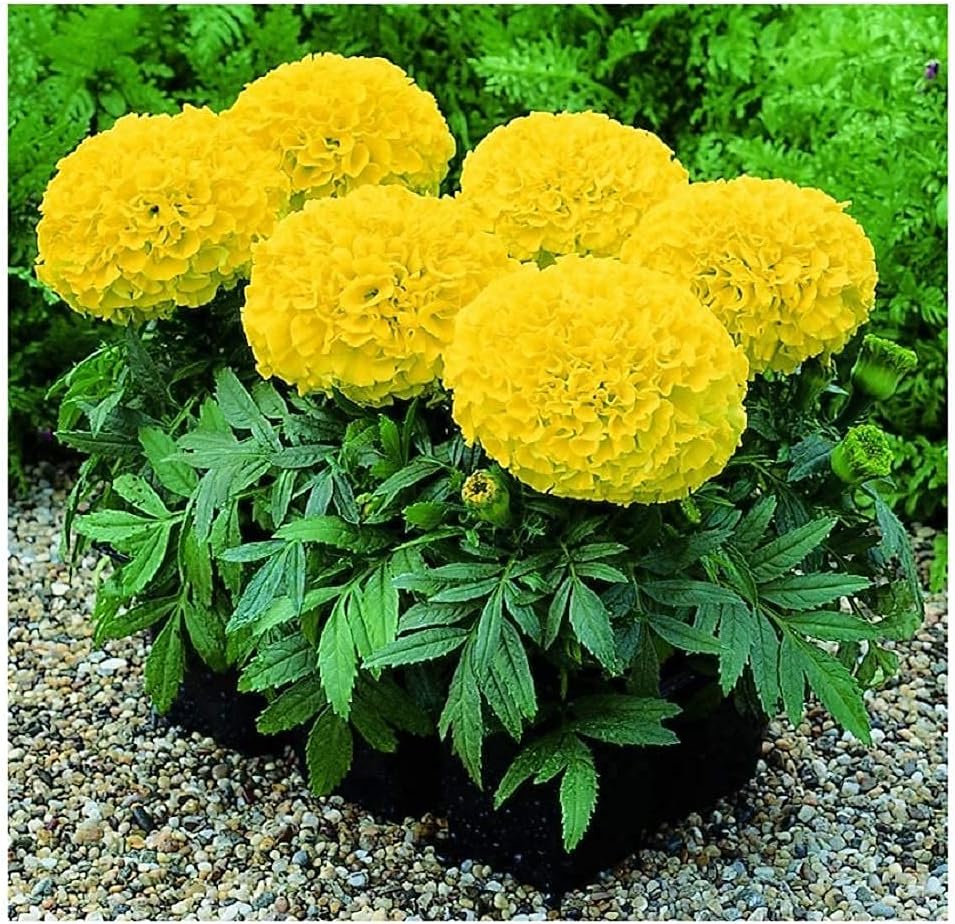 Potted gelb marigold blumen for home gardens