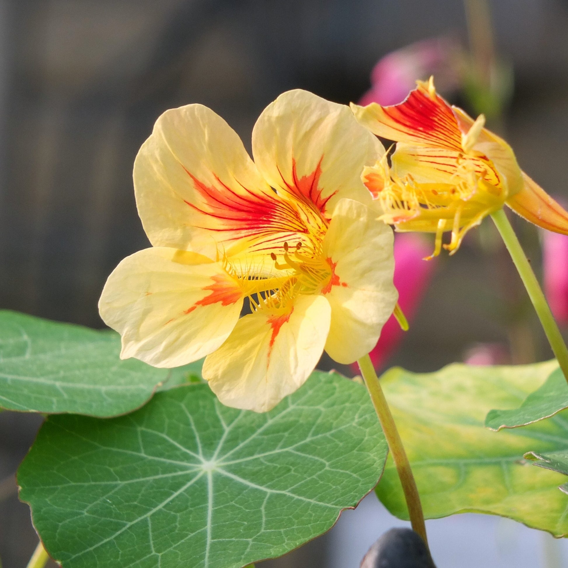 Potted gelb peach nasturtium pflanze