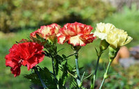 Potted gelb and rot carnation pflanzen for garten