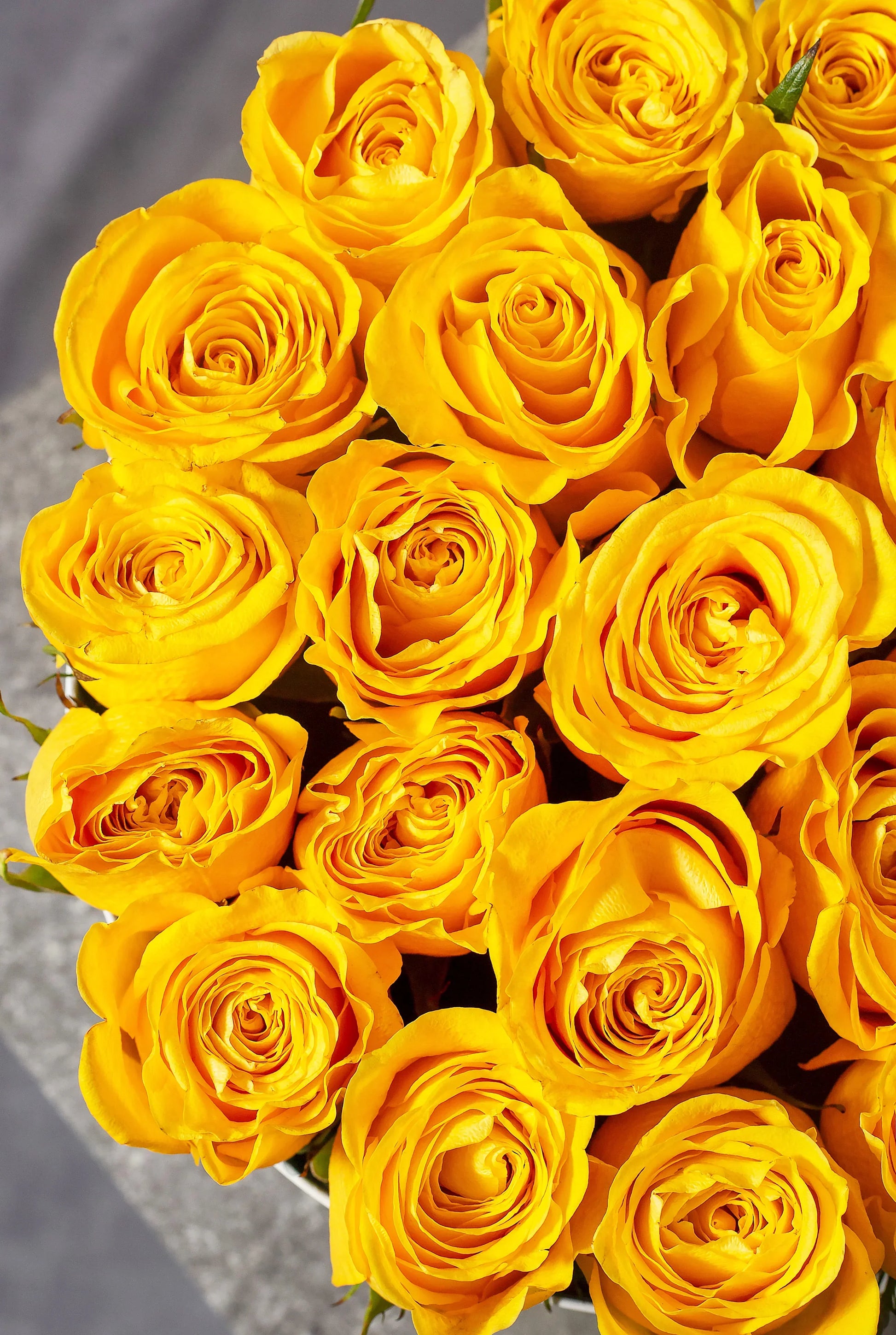 Potted gelb roses in full bloom