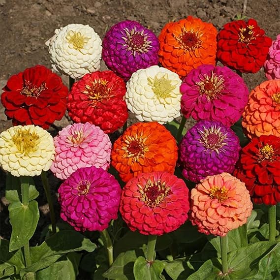 Zinnia blumen wachsend in töpfen