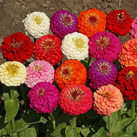 Zinnia blumen wachsend in töpfen
