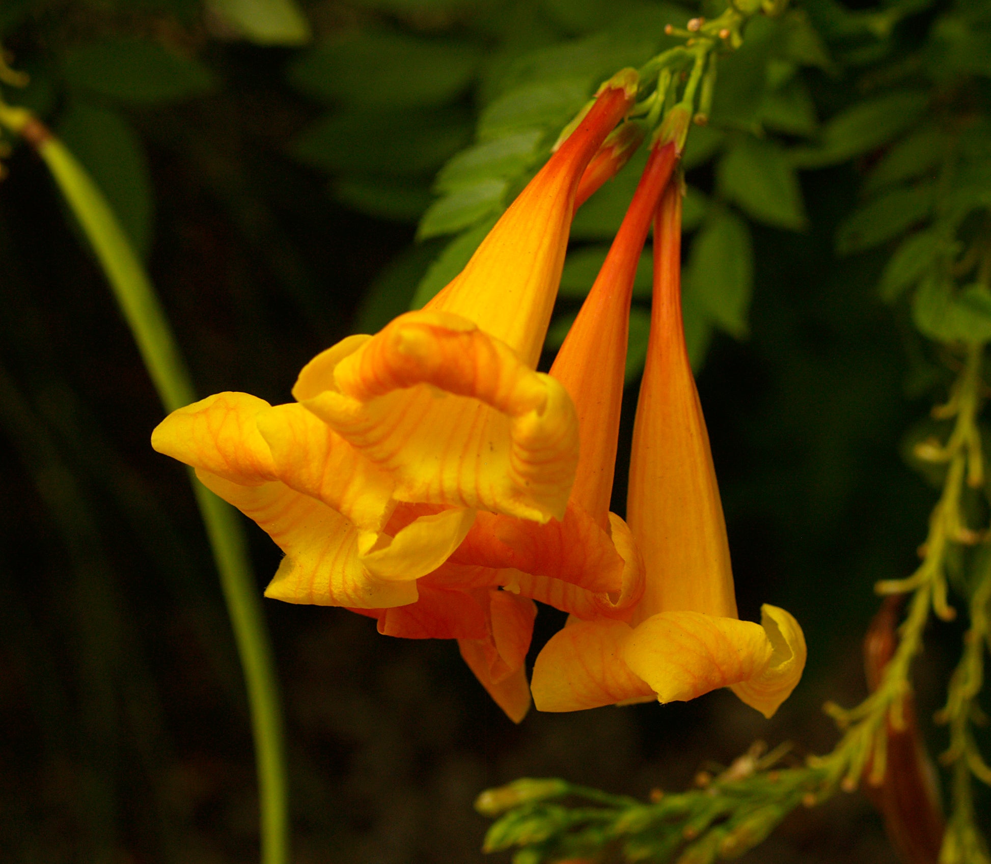 Orange Bells Blumensamen zur Aussaat Landhaus Garten wichtig Traditionssorte & ohne Gentechnik Samen Hausgarten