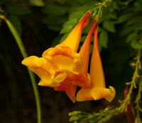 Orange Bells Blumensamen zur Aussaat Landhaus Garten wichtig Traditionssorte & ohne Gentechnik Samen Hausgarten