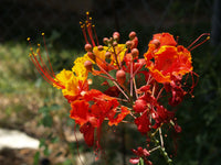 Barbados Blumensamen zur Aussaat ideal Rabatten Traditionssorte & ohne Gentechnik Samen Hausgarten