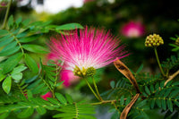 Calliandra Blumensamen zur Aussaat Garten beliebt Traditionssorte & ohne Gentechnik Samen Hausgarten