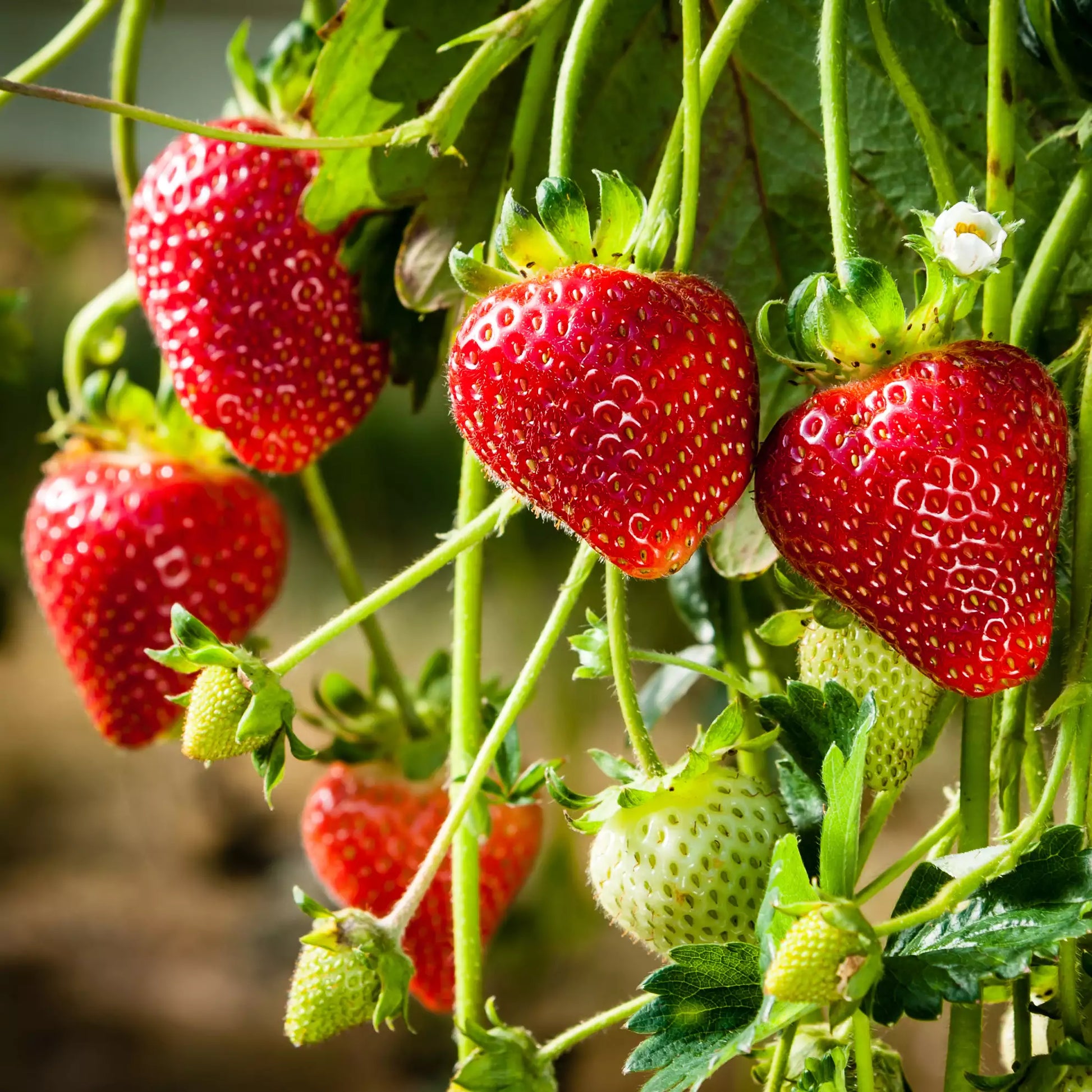 Strawberry Samen zur Aussaat üppig Garten Fruits – Anzucht