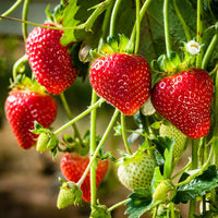 Strawberry Samen zur Aussaat üppig Garten Fruits – Anzucht