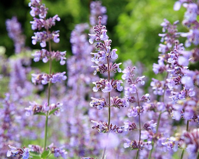 Catmint Blumensamen zur Aussaat saisonal Dauerblüher Traditionssorte & ohne Gentechnik Samen Hausgarten