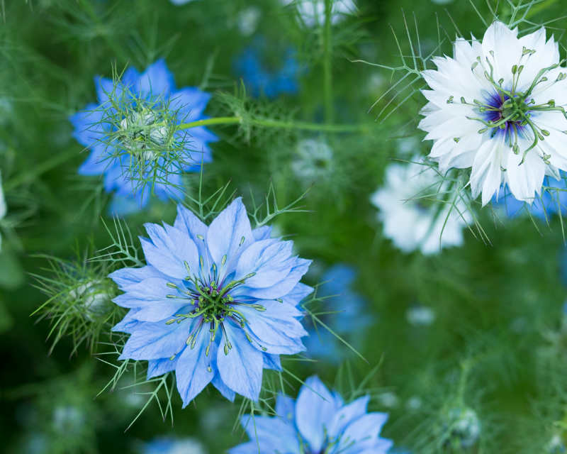Gemischt Nigella Damascena Samen Anzucht Blumensamen