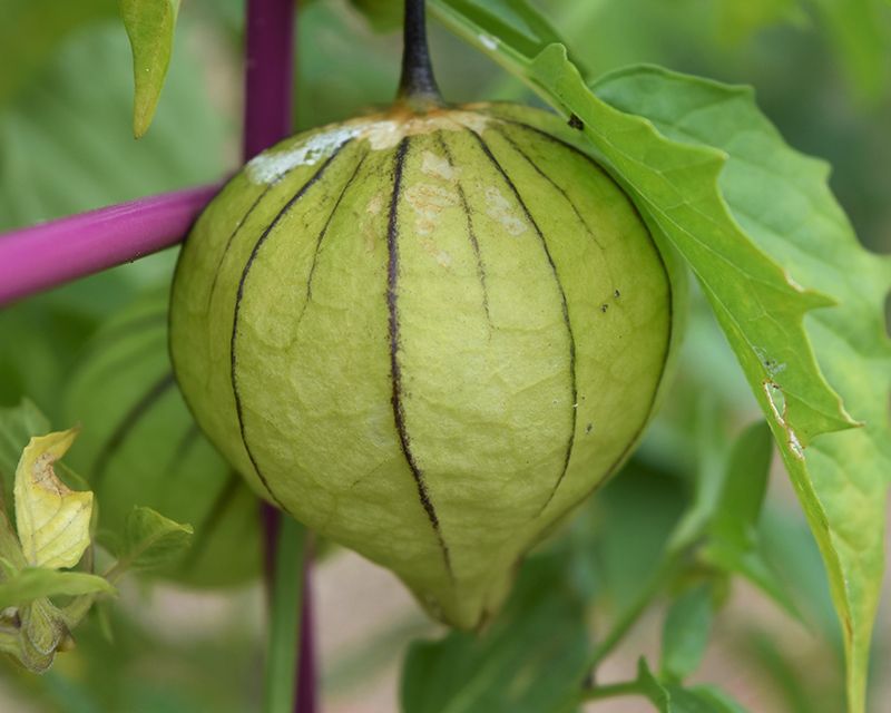 Green Tomatillo Samen for Your Garden