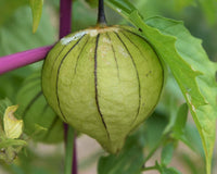 Green Tomatillo Samen for Your Garden
