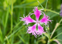 Nelke Superbus Blumensamen zur Aussaat Wildblume Mischung Traditionssorte & ohne Gentechnik Samen Hausgarten