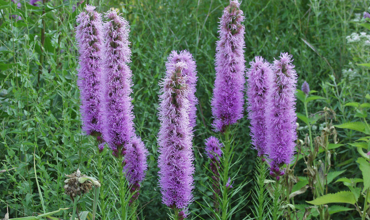Prachtscharte blume samen for anpflanzung pollinator friendly heirloom & gmo free samen for home garten 
 
 sale for anpflanzung in home garten