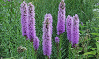 Prachtscharte blume samen for anpflanzung pollinator friendly heirloom & gmo free samen for home garten 
 
 sale for anpflanzung in home garten