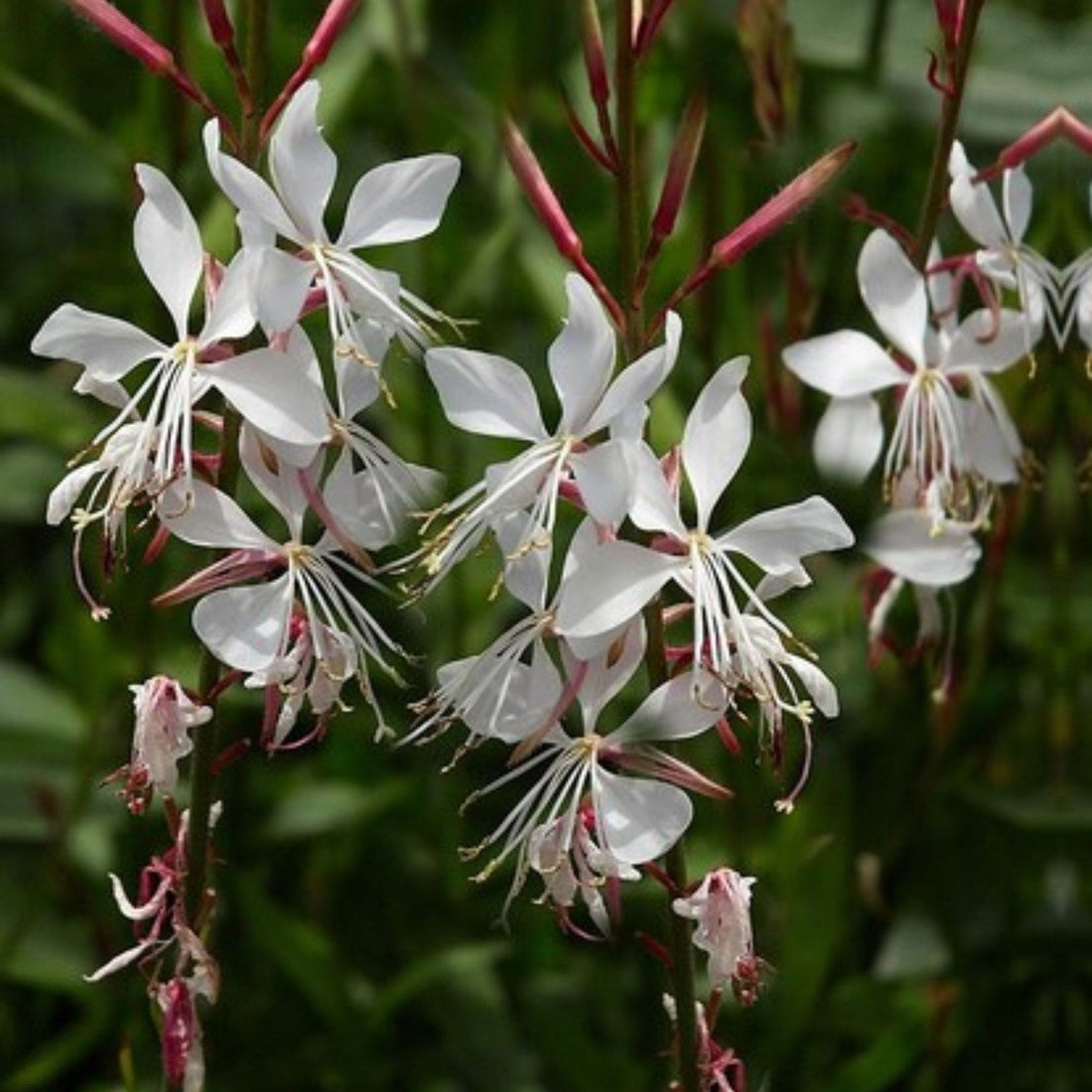 Gaura Blumensamen zur Aussaat Anzucht Traditionssorte & ohne Gentechnik Samen Hausgarten