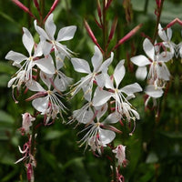 Gaura Blumensamen zur Aussaat Anzucht Traditionssorte & ohne Gentechnik Samen Hausgarten