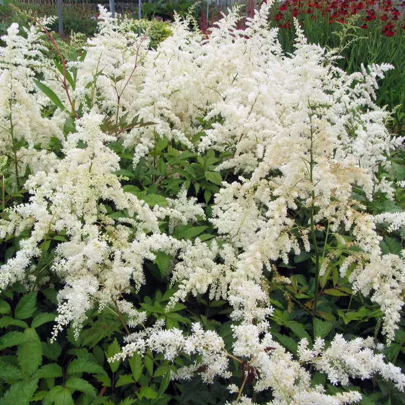 Weiß Prachtspiere Blumensamen zur Aussaat – ideal üppig Garten