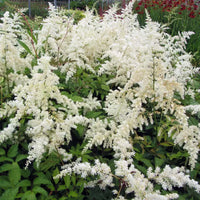 Weiß Prachtspiere Blumensamen zur Aussaat – ideal üppig Garten