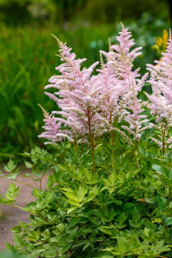 Prachtspiere Blumensamen zur Aussaat robust Sorte Traditionssorte & ohne Gentechnik Samen Hausgarten