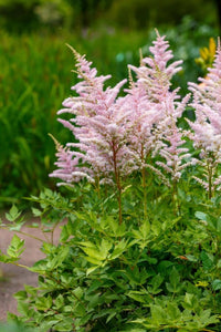 Prachtspiere Blumensamen zur Aussaat robust Sorte Traditionssorte & ohne Gentechnik Samen Hausgarten