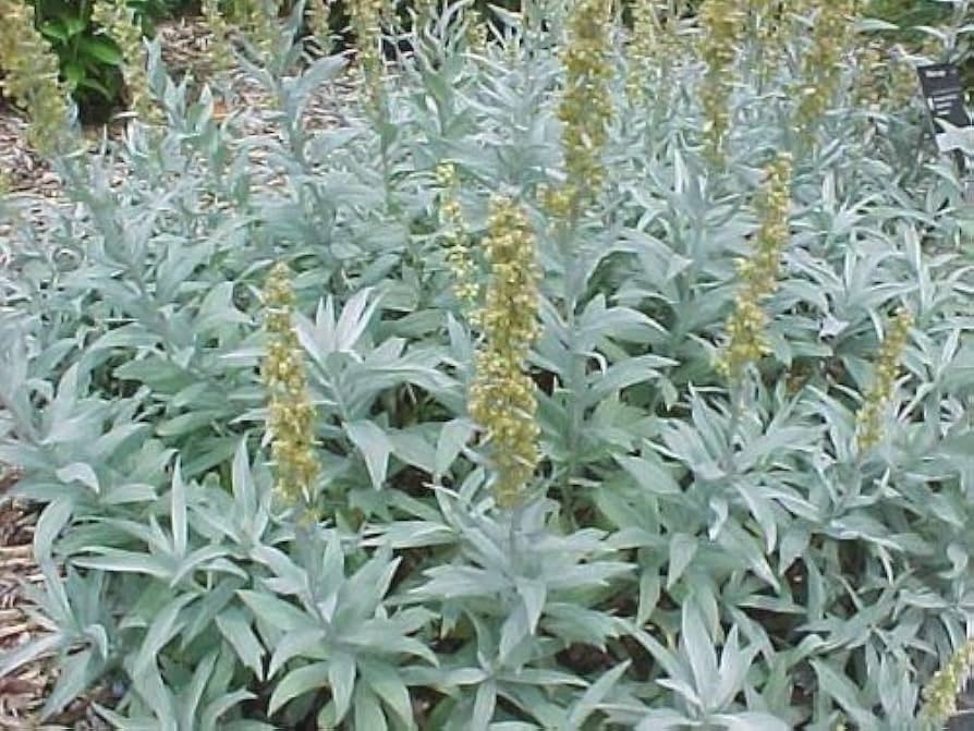 Prairie Sage Blumen Blooming in Full Sun Garten