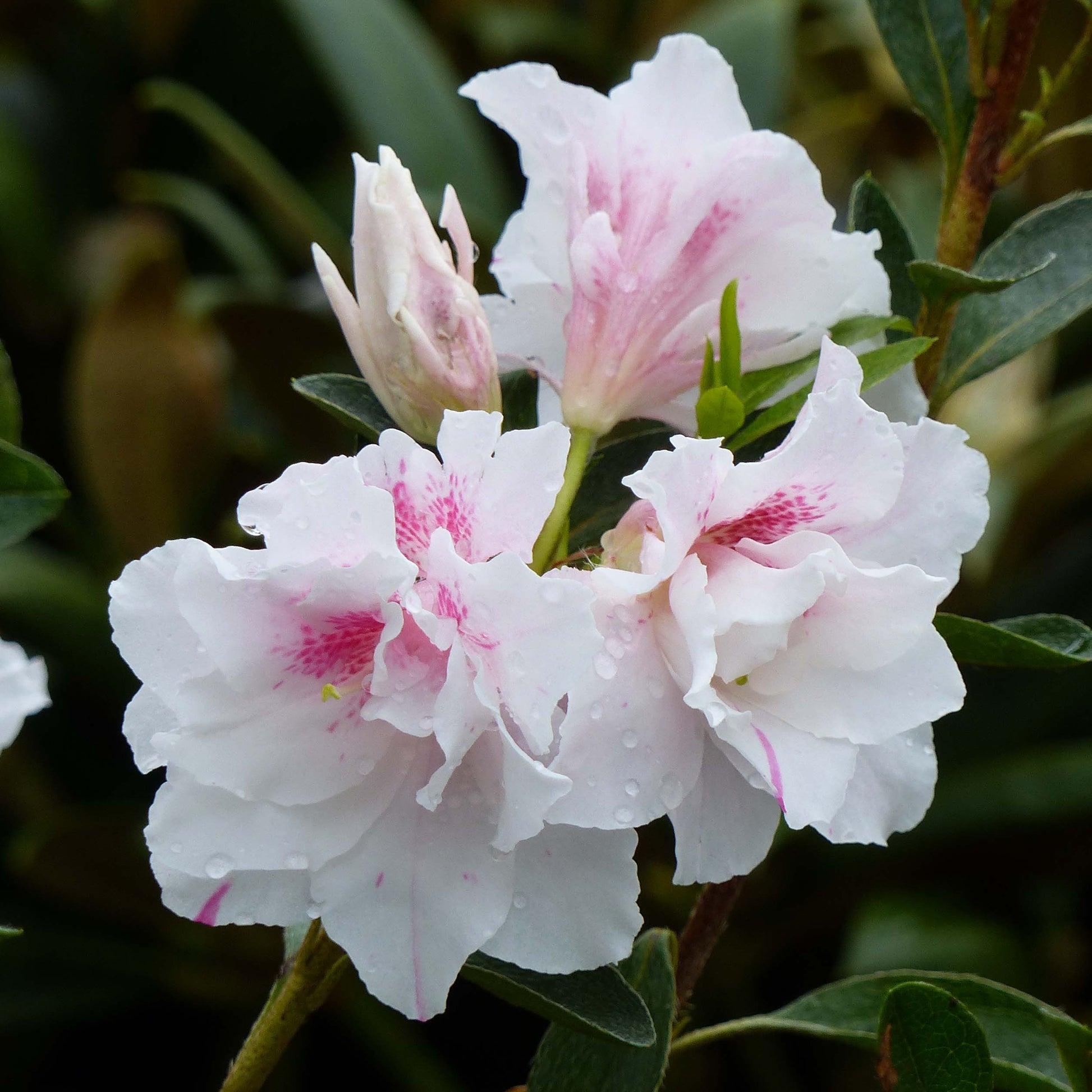 Premium azalea samen mix for vibrant blooming season
