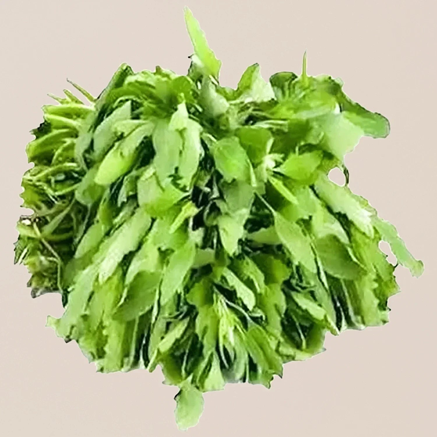 Premium bathua greens samen für gardening