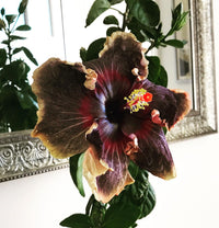 Premium schwarz hibiscus samen for anpflanzung