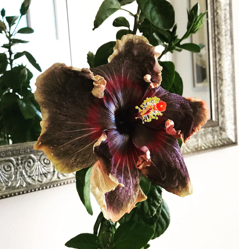 Premium schwarz hibiscus samen for anpflanzung