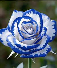 Premium blau weiß rose variety samen for töpfen and borders